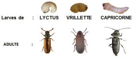  insectes-larves-xylophages-capricornes-des-maisons-vrillette-lyctus-finstere-marbhian-cotes-armor