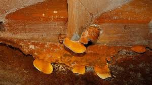 champignon-lignivore-merule-traitement-quimper-douarnenez-concarneau-fouesnant-lorient-quimperle